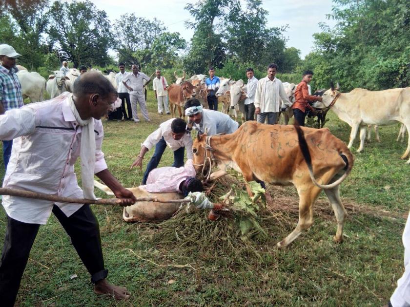 Practice of playing a pet in the cows shit in Diwali | दिवाळीत गायगोधनावर पाळीव पशू खेळवण्याची प्रथा