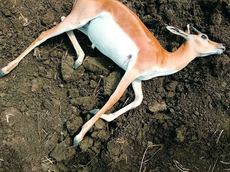 Blackbuck deer hunting in Nagpur district | नागपूर जिल्ह्यात ब्लॅक बक हरणाची शिकार