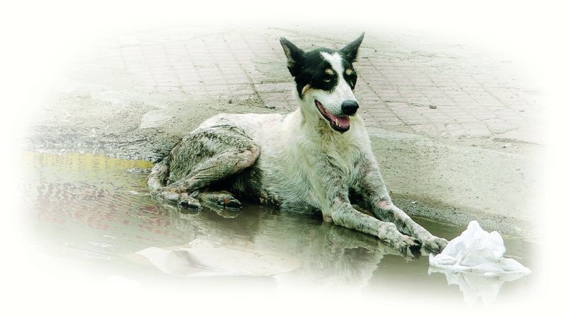 Nagpur Municipal Corporation's 'Golmaal' in dog bites | ‘श्वानदंश’ आकडेवारीत नागपूर मनपाचे ‘गोलमाल’