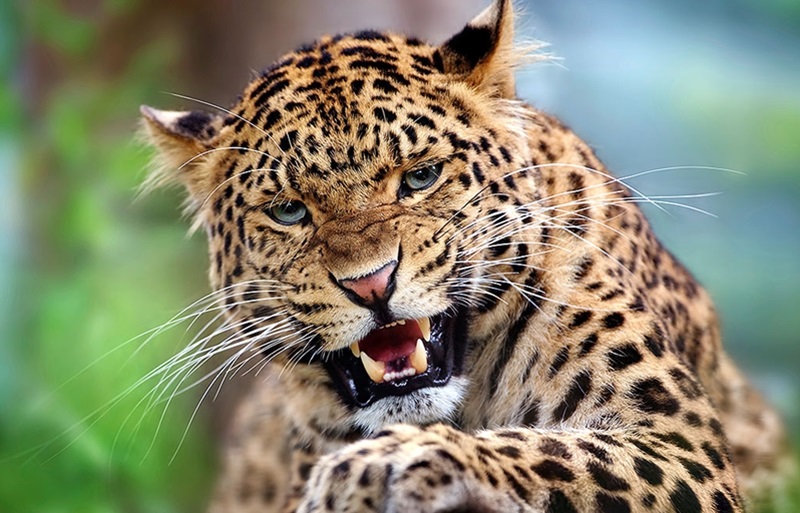 What do you say Rao ...; The closed cage did not find the bait; The leopard was not captured | काय सांगता राव...; बंद पिंजऱ्याला आमिष मिळेना; बिबट्या काही जेरबंद होईना