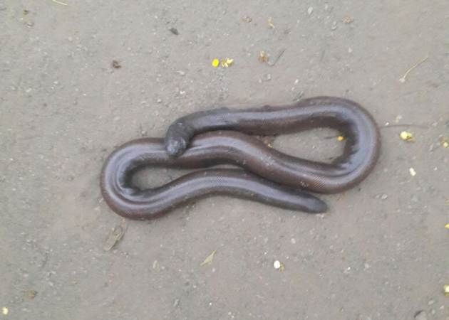 double mouth snake found in Amravati district | अमरावती जिल्ह्यात आढळला दुतोंड्या मांडूळ साप