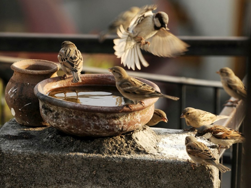World sparrow day; Pests of domicile of birds by increasing symmetry | जागतिक चिमणी दिन; वाढत्या सिमेंटीकरणाने पक्ष्यांचा अधिवास धोक्यात