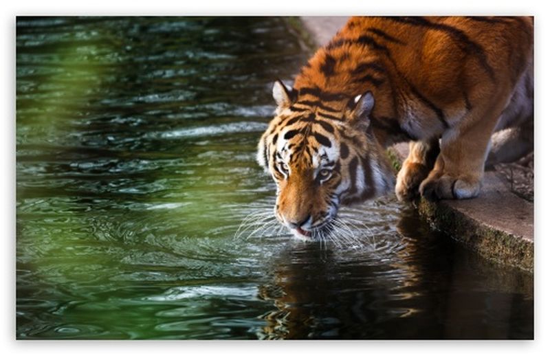 Visiting 16 tigers, 29 leopards in Melghat | मेळघाटात १६ वाघ, २९ बिबट्यांचे दर्शन