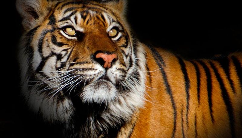 Special Tiger Conservation Team in Tadoba is inefficient | ताडोबातील विशेष व्याघ्र संरक्षण दल कुचकामी