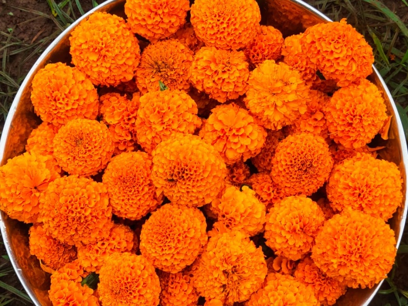 Increase in flower prices due to decrease in income during Ain festival | ऐन सणात आवक घटल्याने फुलांच्या दरात वाढ