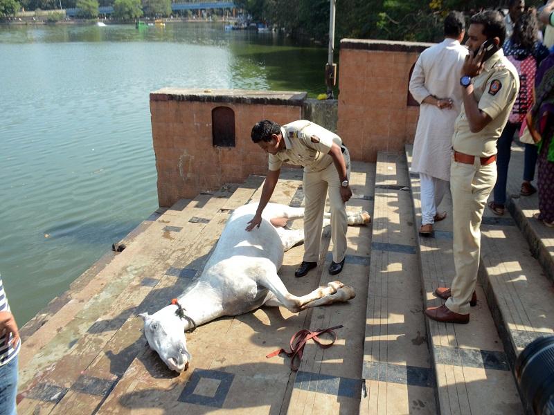 Baba's horse drowning on the Than Chowpatti; After security of Masooda | ठाण्याच्या चौपाटीवर बाबा घोडय़ाचा बुडून मृत्यू;मासुंदाची सुरक्षा वा-यावर
