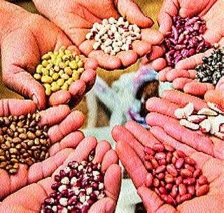 Action on companies will lead to seed shortage next year | कंपन्यांवरील कारवाईमुळे पुढच्या वर्षी होणार बियाणांची टंचाई
