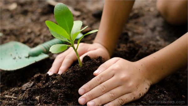 University Initiative: Planting of 12 thousand 977 saplings in five hours | विद्यापीठाचा उपक्रम : तब्बल पाच तासात १२ हजार ९७७ रोपांची लागवड