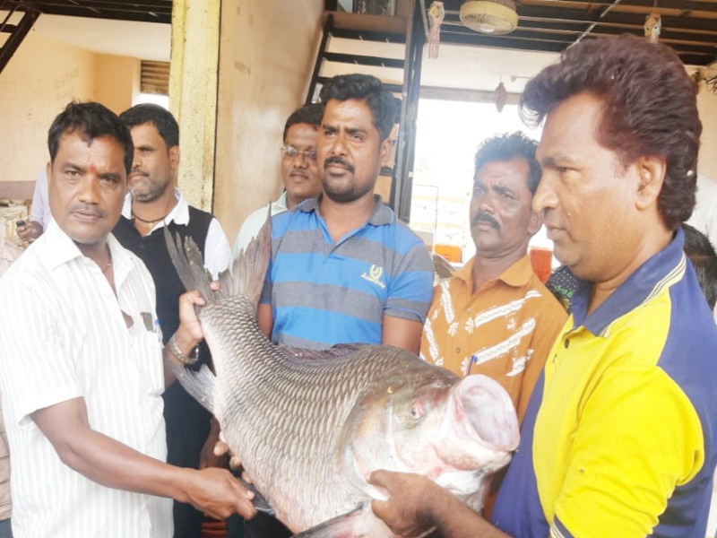 Found twenty-nine kilos fish at Ujani Dam | अबब ! उजनीत सापडला एकोणतीस किलोचा 'कटला' मासा 