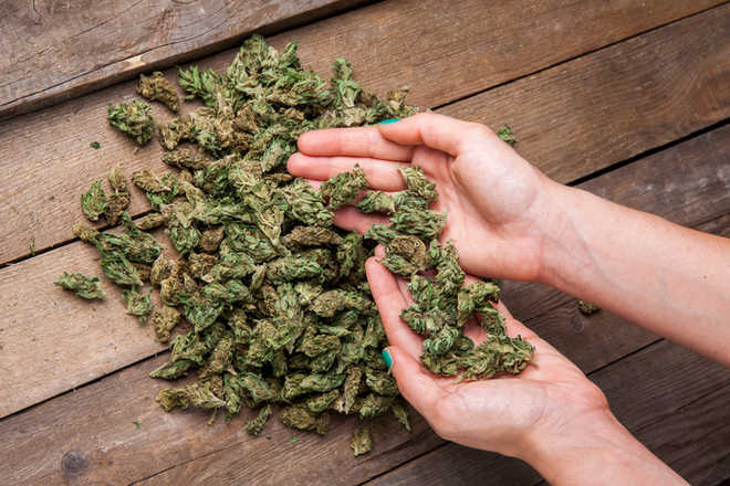NCB seizes 200 kg of cannabis | २०० किलो गांजा एनसीबीने केला जप्त