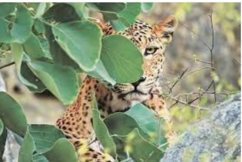 Leopard-like attack at Tungat; Husband and wife injured | पंढरपूर तालुक्यातील तुंगत येथे बिबट्या सदृश्य प्राण्याचा हल्ला; पती - पत्नी जखमी