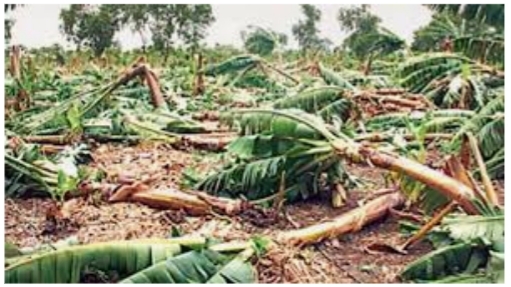 Crops on 11,000 hectares in Solapur district damaged due to heavy rains and floods | अतिवृष्टी, पुरामुळे सोलापूर जिल्ह्यातील ११ हजार हेक्टरावरील पिकांचे नुकसान