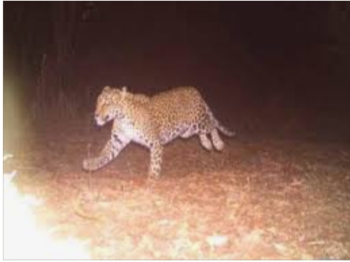 Leopard-like animal attack; Death of a young man from Limbewadi who went to work in a field | बिबटया सदृश्य प्राण्याचा हल्ला; शेतात कामासाठी गेलेल्या लिंबेवाडीतील तरुणाचा मृत्यू