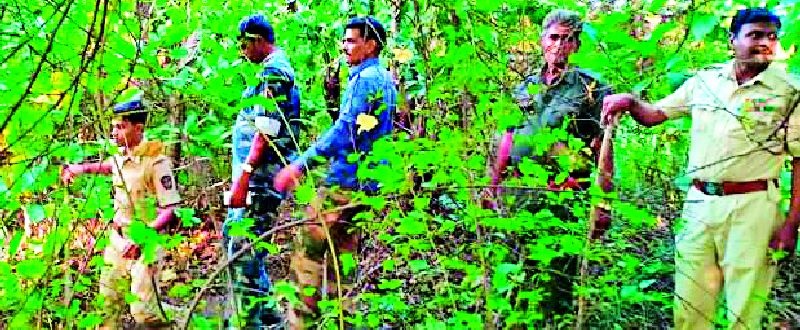 8 villages panic; The search for cannibal tigers started | आठ गावात दहशत; नरभक्षक वाघाचा शोध सुरू