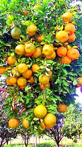 Tired of the orange producers due to technological reasons | तंत्रज्ञानाअभावी संत्रा उत्पादकांची पिछेहाट