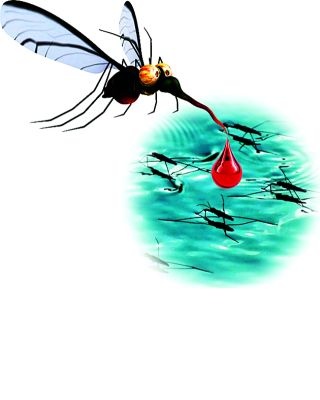 Dengue: Amravati, fearful | डेंग्यू : अमरावतीकर भयभीत