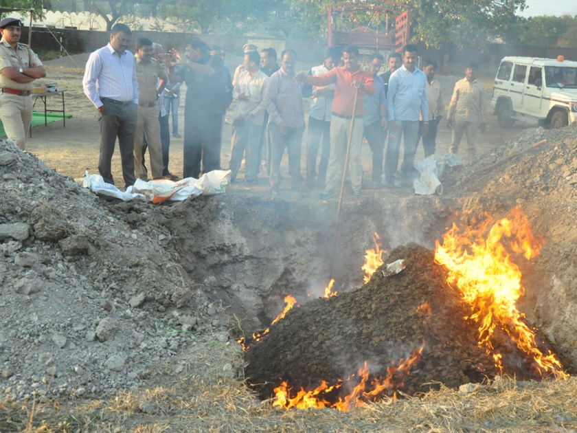 41 lakhs of Ganja destroyed in Beed | बीडमध्ये ४१ लाखांचा गांजा नष्ट