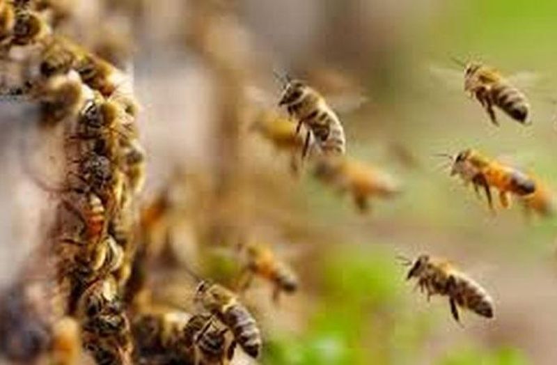 Bee attack on devotees who have gone for Ganpati immersion | गणपती विसर्जनाला गेलेल्या भाविकांवर मधमाशांचा हल्ला, १४ जण जखमी