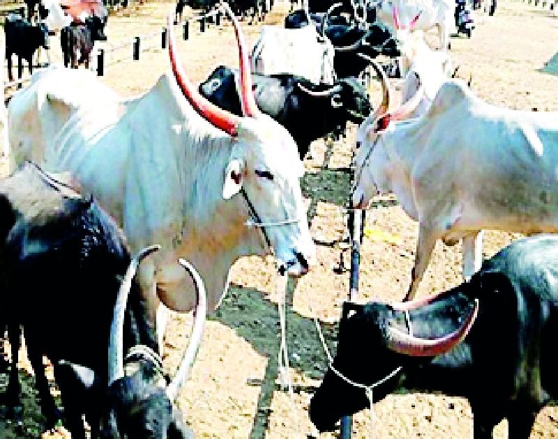 From the market bulls go directly to the slaughterhouse | बाजारातून बैल जातात थेट कत्तलखान्यात