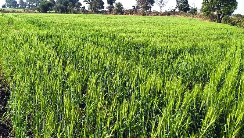 Wheat production will increase in Buldana district this year! | बुलडाणा जिल्ह्यात यंदा गव्हाचे उत्पादन वाढणार!