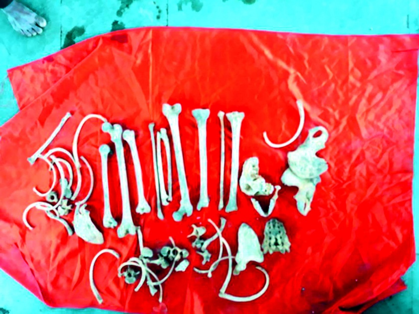Human shield found in Khrudakam in Shrirampur taluka | श्रीरामपूर तालुक्यात खोदकामात आढळले मानवी सांगाडे