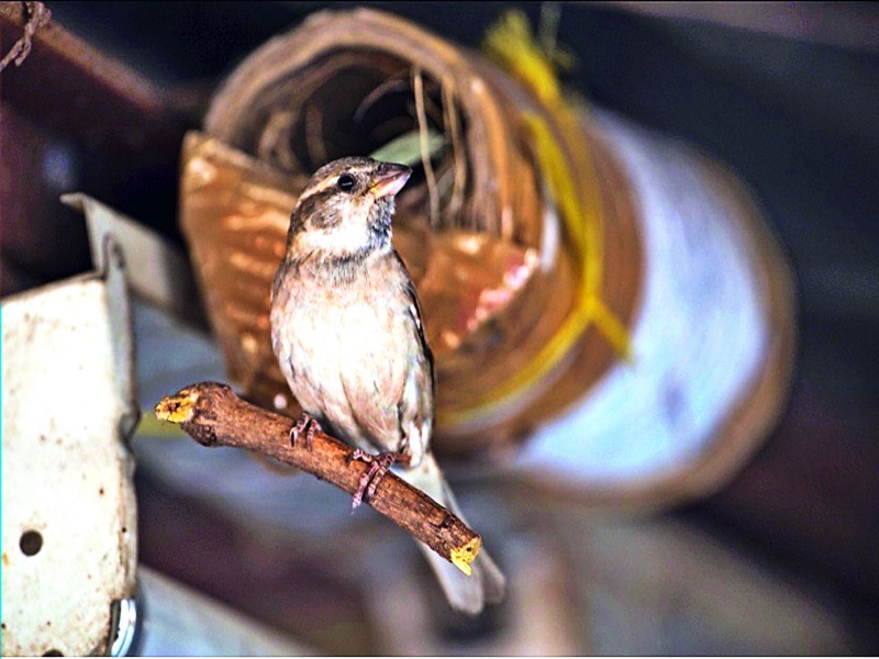 sounds of Sparrows Miserable | चिमण्यांचा कलकलाट होतोय कमी