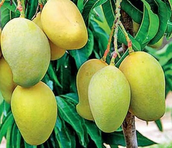 The taste of mango from Dongargaon of Chandrapur cannot be tasted this year | यंदा चाखता येणार नाही चंद्रपूरच्या डोंगरगावच्या आंब्याची लज्जत