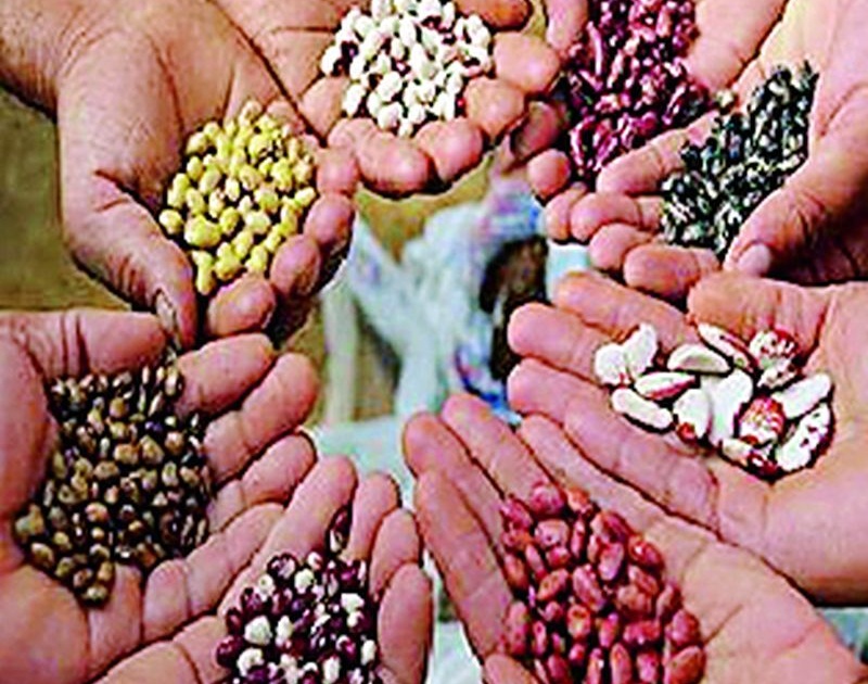 Agriculture Seed Production Campaign for Kharif | खरिपासाठी कृषी बीजोत्पादन मोहीम