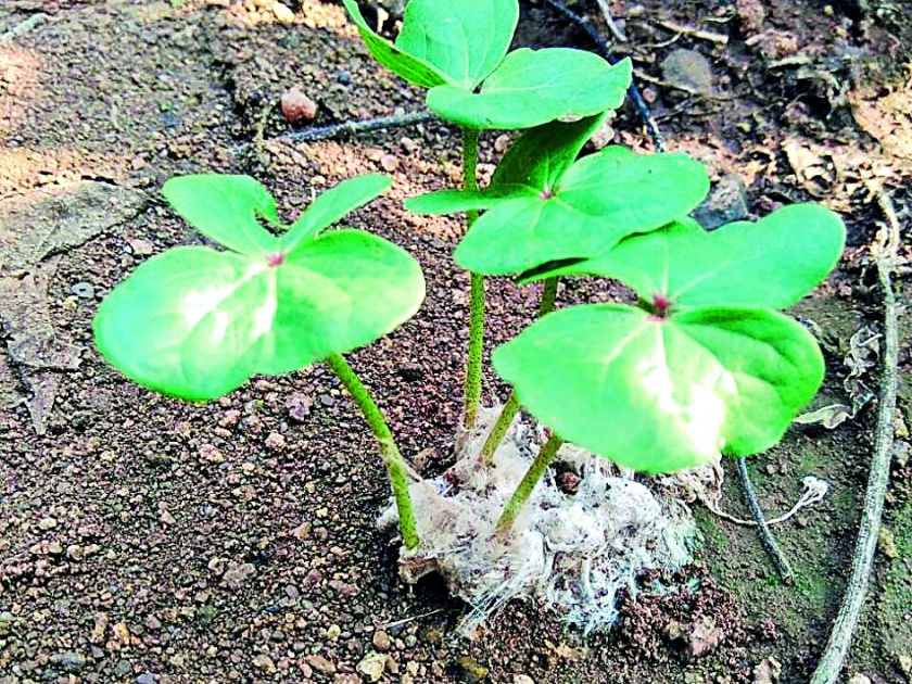 Cotton Grown Cotton Seedlings | परतीच्या पावसाने कापसाला उगवली रोपे