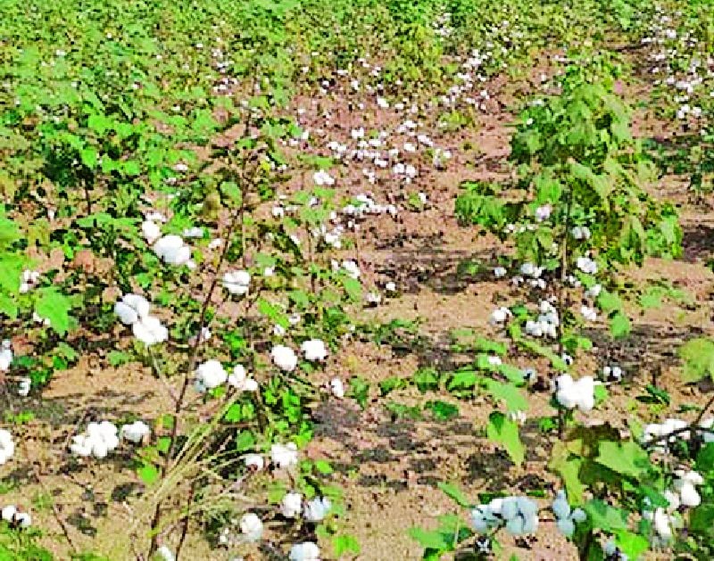 Cotton growers looking for alternative crops | कापूस उत्पादक पर्यायी पिकाच्या शोधात