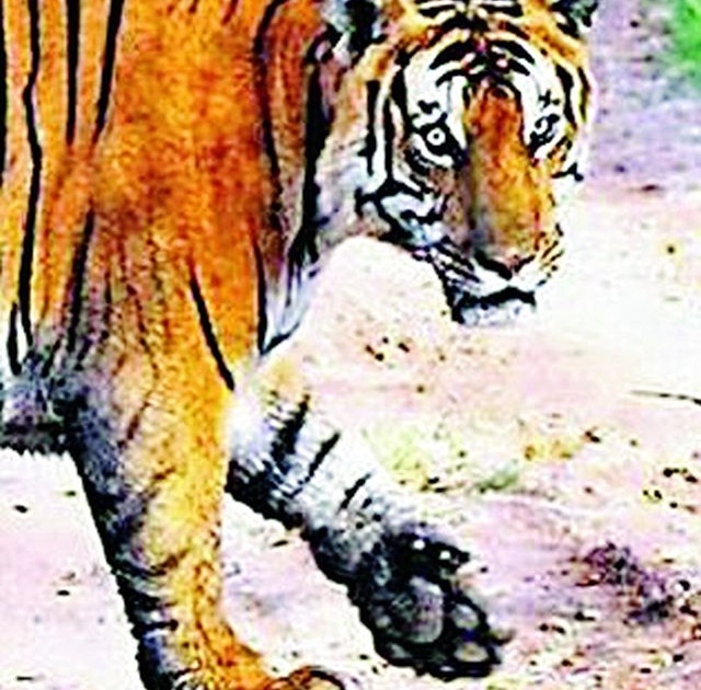 Tigers, lethal shots sleepy | वाघ, बिबट्याच्या दहशतीमुळे उडाली झोप