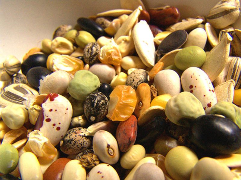 Unfolded vegetable seeds seized | विनापरवाना उत्पादित भाजीपाला बियाण्याचा साठा जप्त