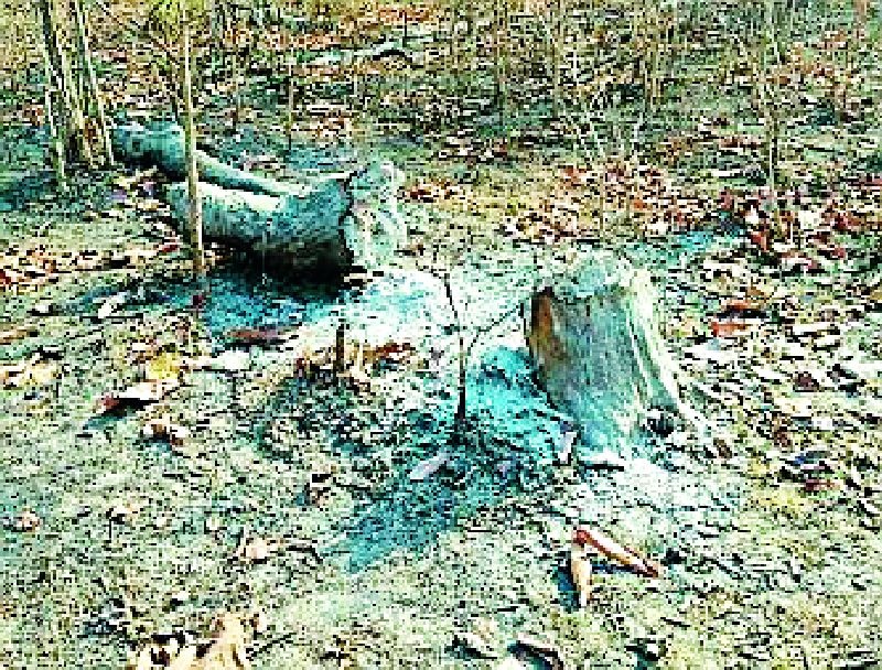 The burning of the Bhamragad taluka is destroyed due to the fire | धगधगत नष्ट होतेय भामरागड तालुक्यातील जंगल