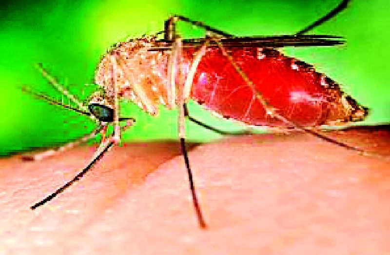 This year, malaria control | यावर्षी मलेरिया नियंत्रणात