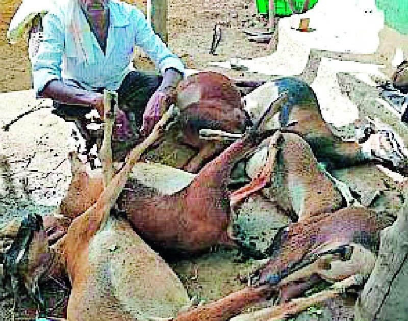 15 goats killed by toxicity | विषबाधेने १५ शेळ्या दगावल्या