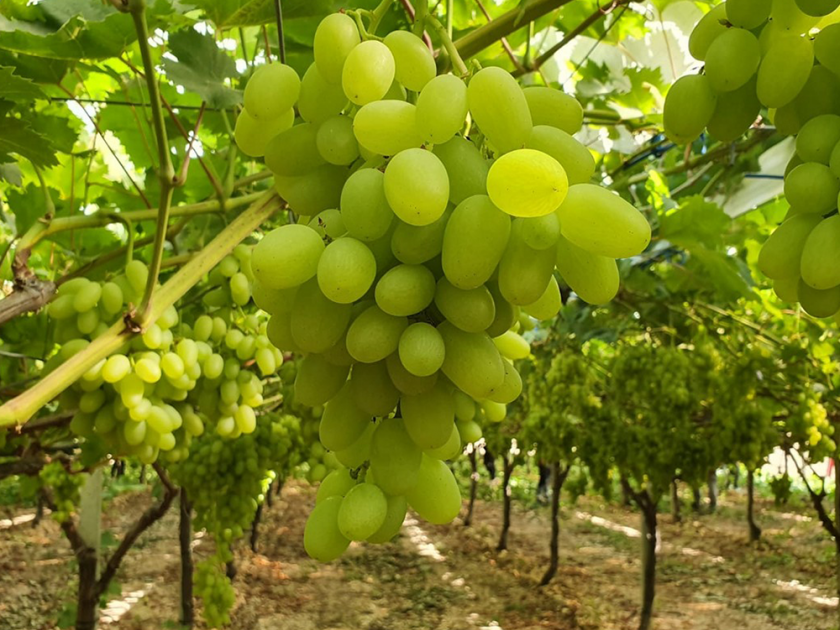 Early grape crop got insurance cover | अर्ली द्राक्ष पिकाला मिळाले विमा कवच