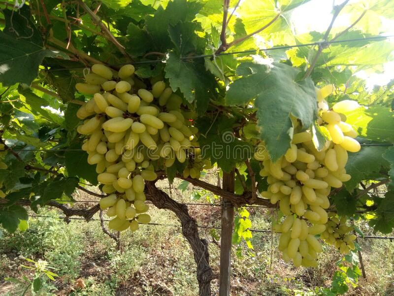 Grapes for the first time in foreign lands by Kisan Rail | किसान रेलने द्राक्षे प्रथमच परराज्यात