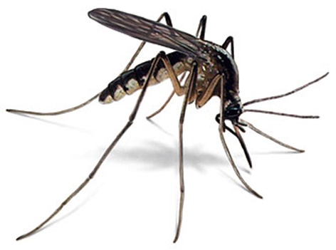108 positive reports of dengue fever | १०८ जणांचा डेंग्यू तापाचा पॉझिटिव्ह अहवाल
