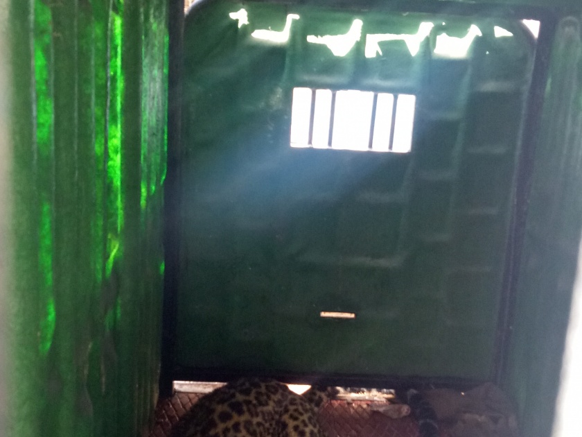 Leopard zoist in Kalwan taluka | कळवण तालुक्यात बिबट्या जेरबंद