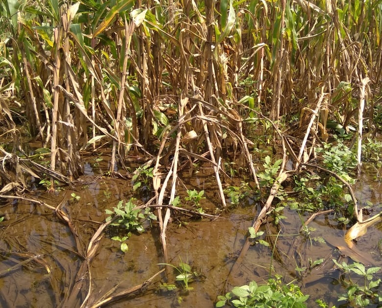 Damage to maize in Mandwad area | मांडवड परिसरात मक्यारचे न्ुकसान