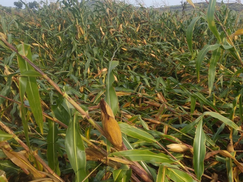 Damage to onion maize crop due to torrential rains | मुसळधार पावसाने,कांदा मका पिकाचे नुकसान