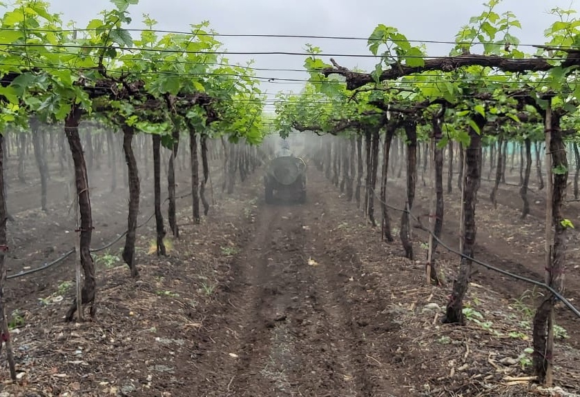 Grape growers worried about incessant rains | संततधार पावसाने द्राक्ष उत्पादक चिंतित