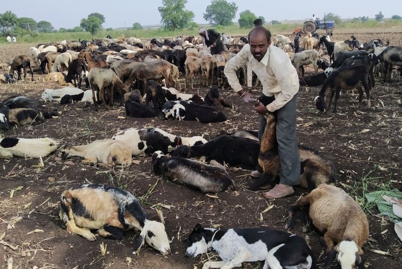After eating the roasted maize, 8 sheep were stung | कोंब आलेला मका खाल्ल्याने ३५ मेंढ्या दगावल्या