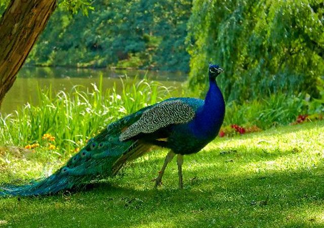  Due to the existence of peacocks in the Devpur area | देवपूर परिसरातील मोरांचे अस्तित्व धोक्यात