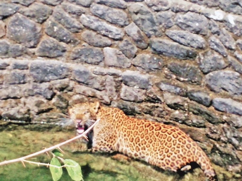 Lived leopard in Pimpri Pendhar, Pune who slip in the wall | नगर-कल्याण महामार्गावरील पिंपरी पेंढार येथे विहिरीत पडलेल्या बिबट्याला जीवदान