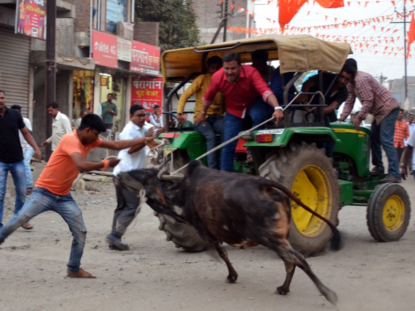 Parbhani: The roasting cows | परभणी : पिसाळलेल्या गायीचा धुमाकूळ
