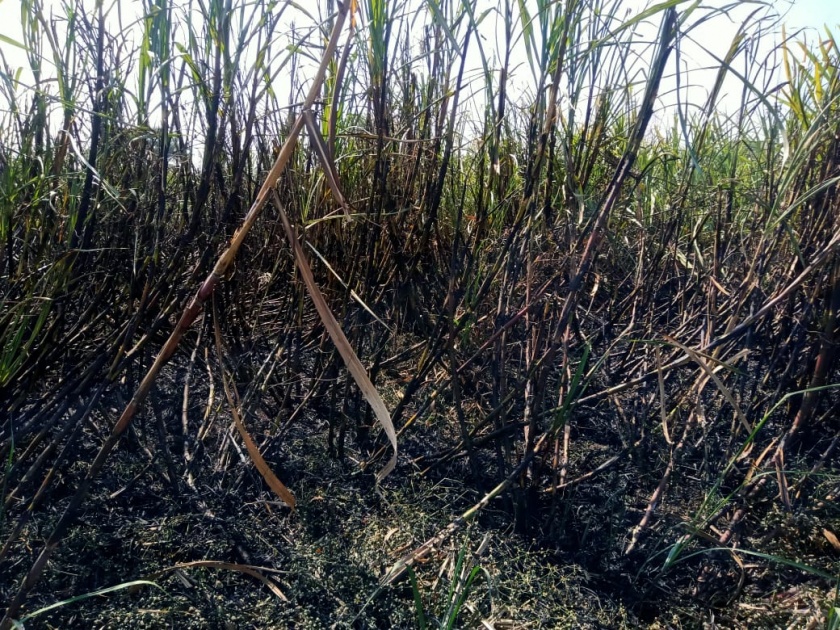 Burn three acres of sugarcane due to short circuit | शॉर्टसर्किटमुळे तीन एकर ऊस जळून खाक