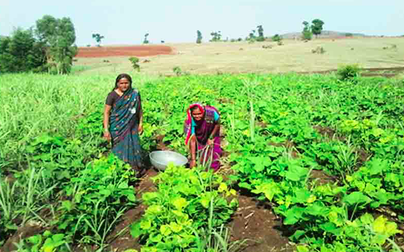 Navsanjivani rains crop up in Manori area | मानोरी परिसरात पावसाने पिकांना नवसंजीवनी
