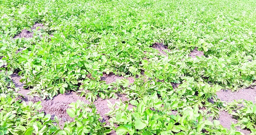 Damage to vineyards including onion, potato crop in the western belt of Sinnar | सिन्नरच्या पश्चिम पट्ट्यात कांदा, बटाटा पिकासह द्राक्षबागांचे नुकसान