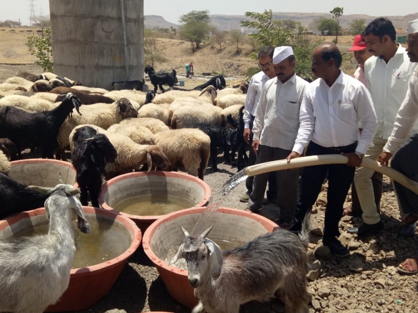  Water supply facility for animals and birds from cement containers | पाटोळ्यात सिमेंटच्या भांड्यातून पशु-पक्षांसाठी पाण्याची सुविधा